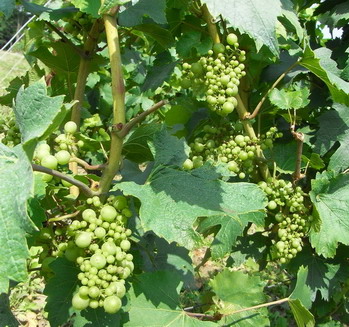 Champagne - Millerandage - dates de vendanges - 2009 - Champagne